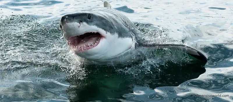 Great white shark