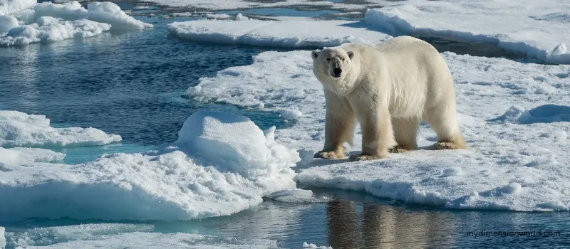 Polar Bear