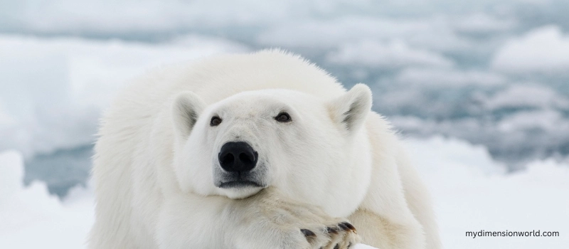 Adult Polar Bear