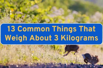 13 Common Things That Weigh About 3 Kilograms