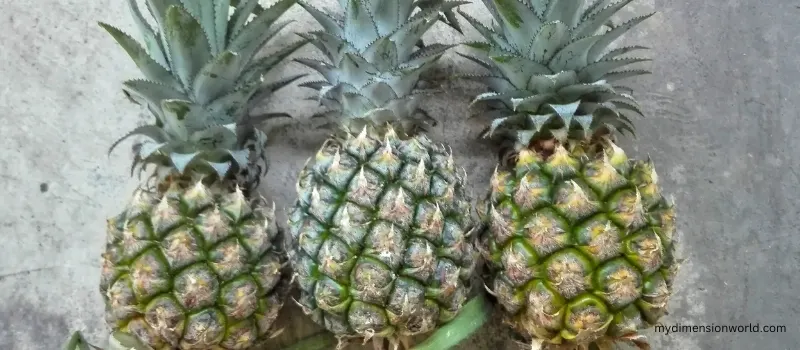 3 Pineapples