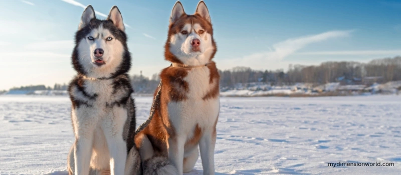 Adult Siberian Husky