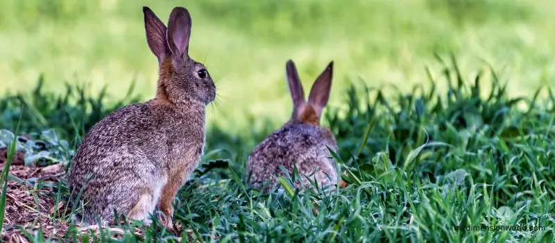 Two Cottontail Rabbits-3 Kilograms