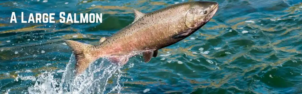 A Large Salmon