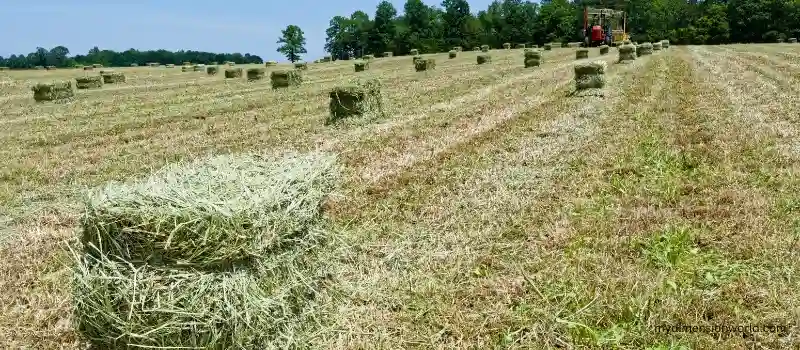 A Small Bale of Hay-60 Pounds