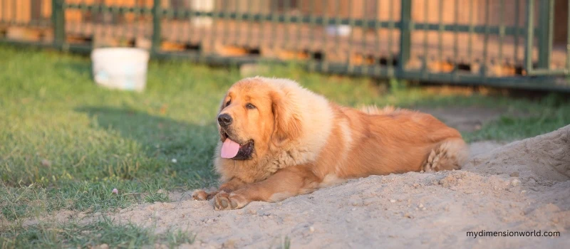 60 Pounds Adult Tibetan Mastiff