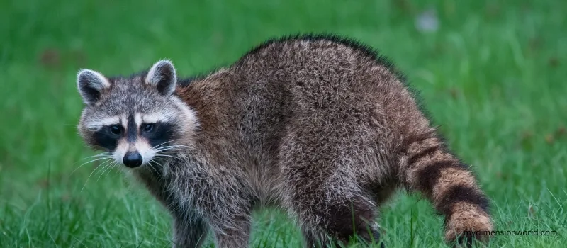 An Obese Raccoon