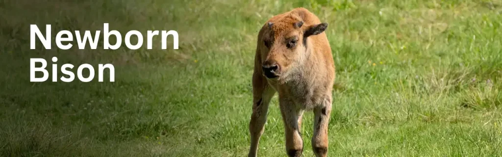 Newborn American Bison