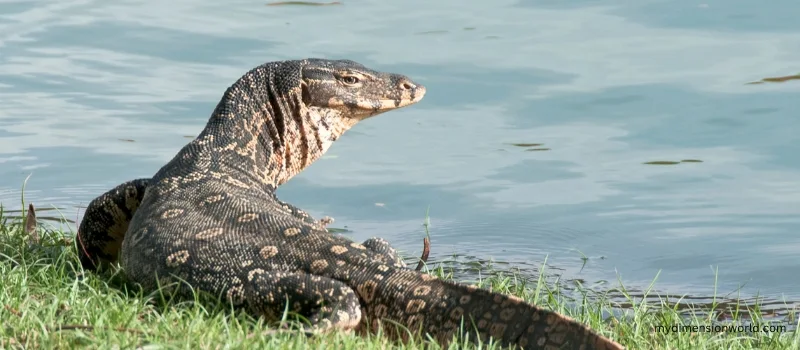 Water Monitor Lizard